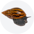 snails category icon