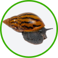 snails category icon