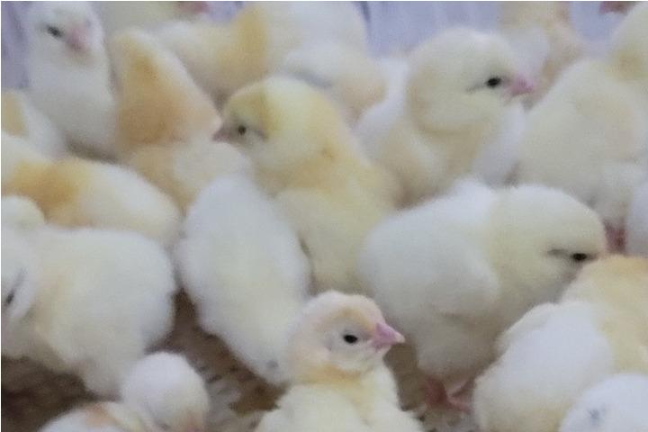 Day Old Chicks Broilers