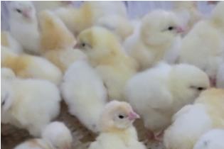 Day Old Chicks Broilers