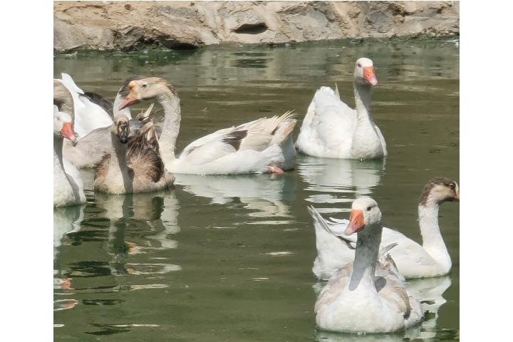 chinese Geese