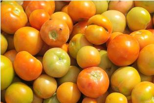 Fresh Tomatoes