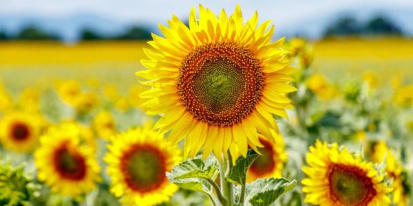 Sunflowers