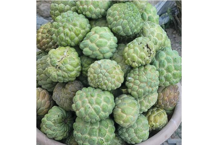 Custard Apple