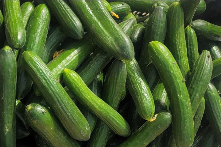 Seedless English Cucumber