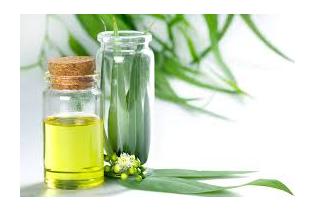 Eucalyptus Oil