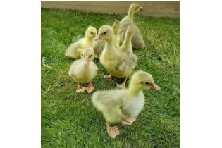 Day Old Chinese Gosling