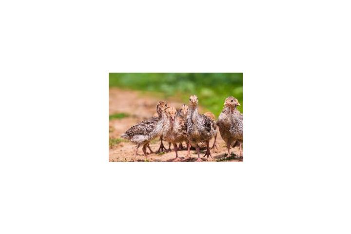 Turkey Poults