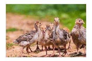 Turkey Poults