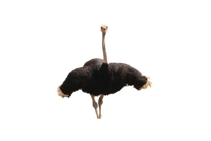 Ostrich