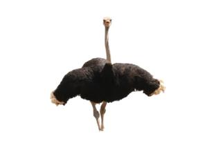 Ostrich