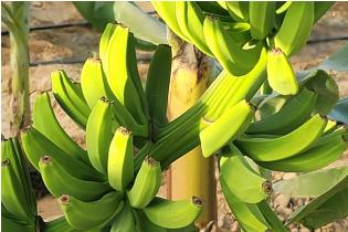 Banana (1 Day to Ripen)