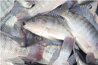 Tilapia Table Size